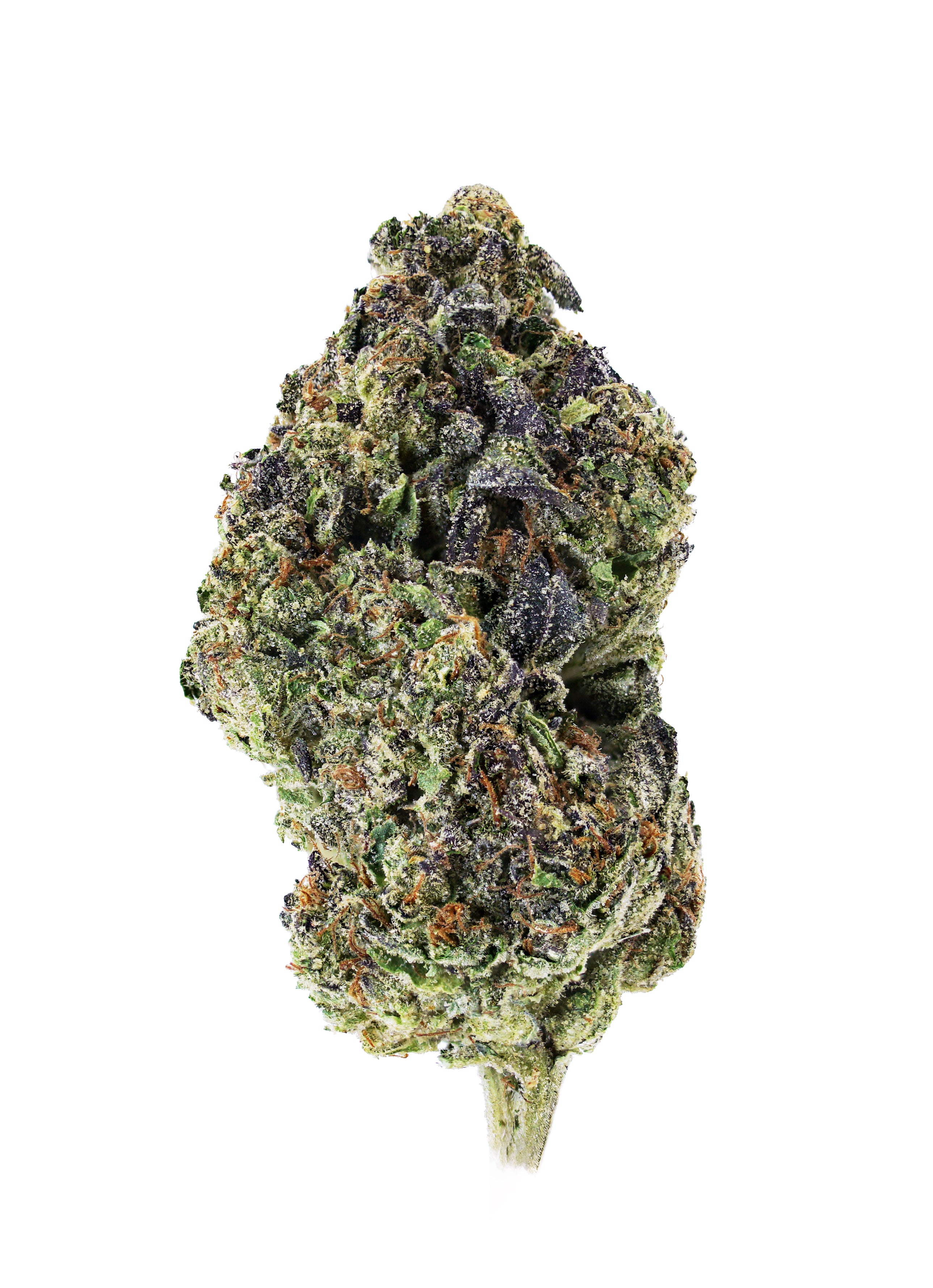 A close-up of a single Birthday Cake THCa Flower by roz from frasier, displaying vibrant green, purple, and orange hues and blanketed in frosty trichomes, cultivated in organic living soil with no-till methods, set against a plain white background.