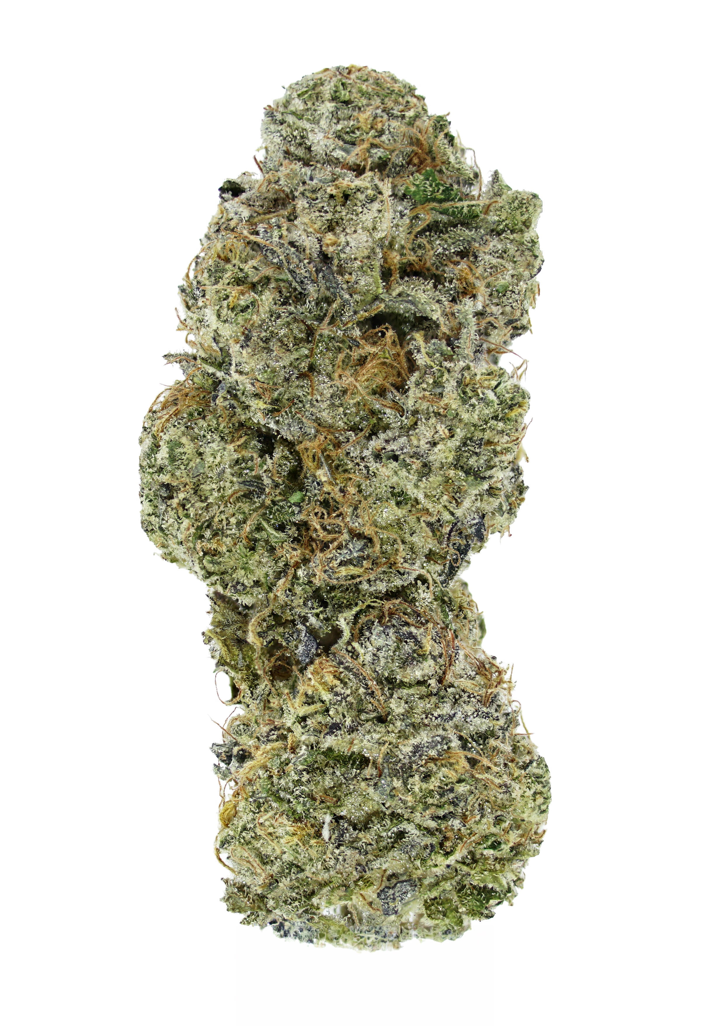 A close-up of a single Biscotti OG THCa Flower bud by roz from frasier, cultivated in living soil, displays frosty trichomes, vivid orange hairs, and green and purple hues, isolated against a white background.