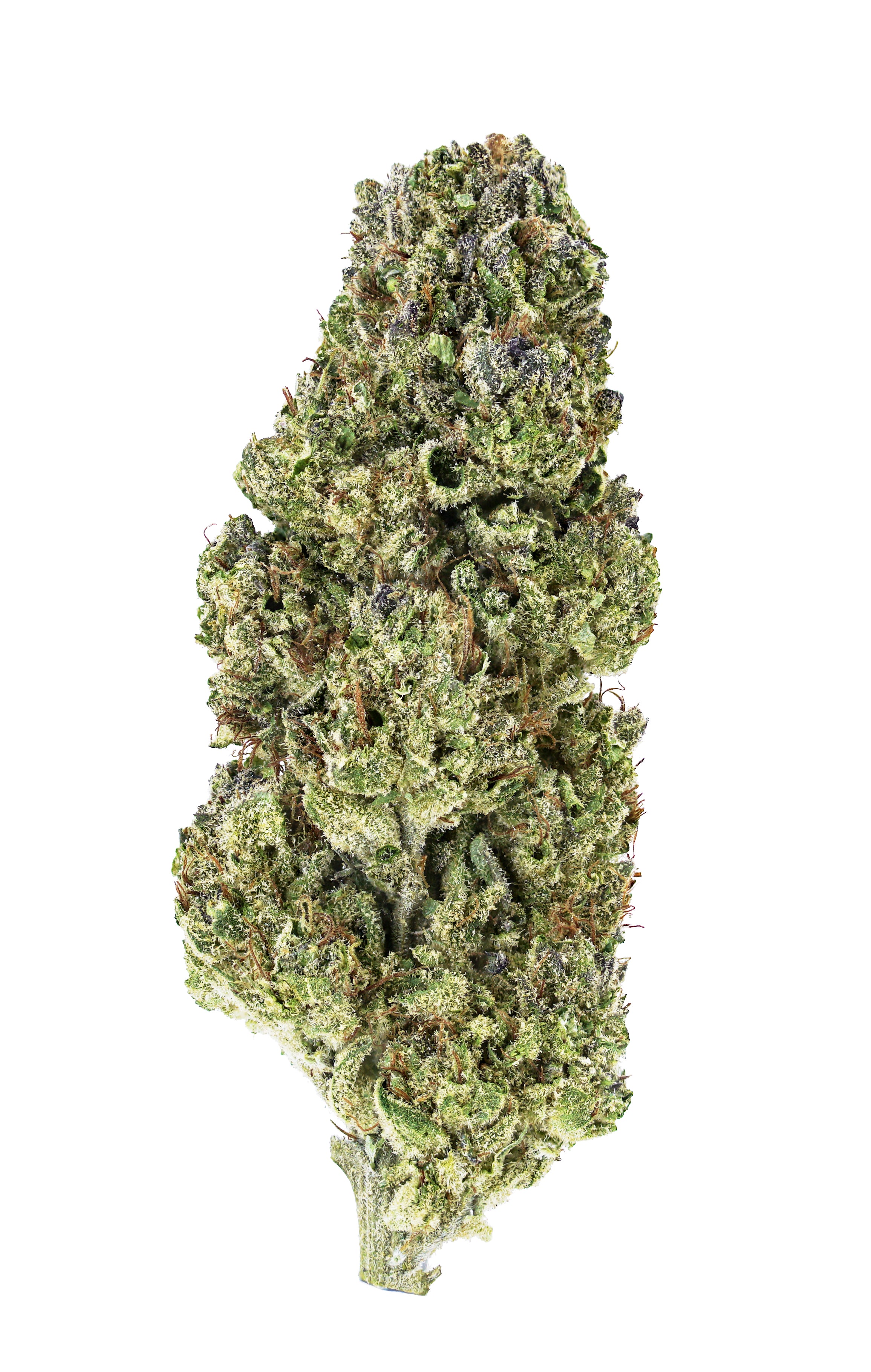 A close-up of a single Blueberry Kush THCa Flower bud by roz from frasier, green with orange hairs and coated in frosty crystals, highlights this organic indica grown in living soil, isolated against a white background.