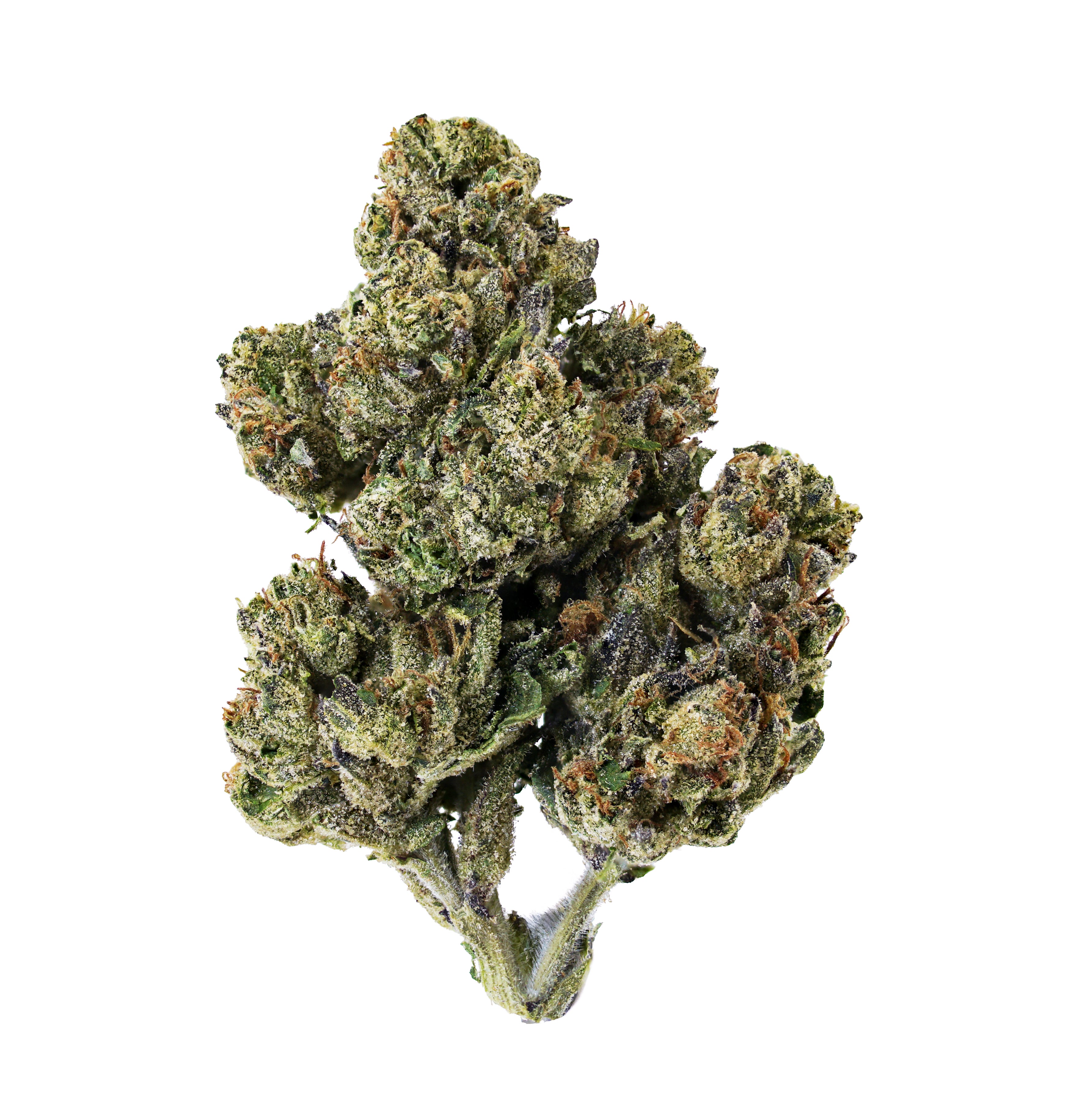 A close-up of Blueberry Caviar THCa Flower by roz from frasier—a hybrid cannabis bud grown in organic living soil, showcasing visible trichomes and orange hairs, isolated on a white background.