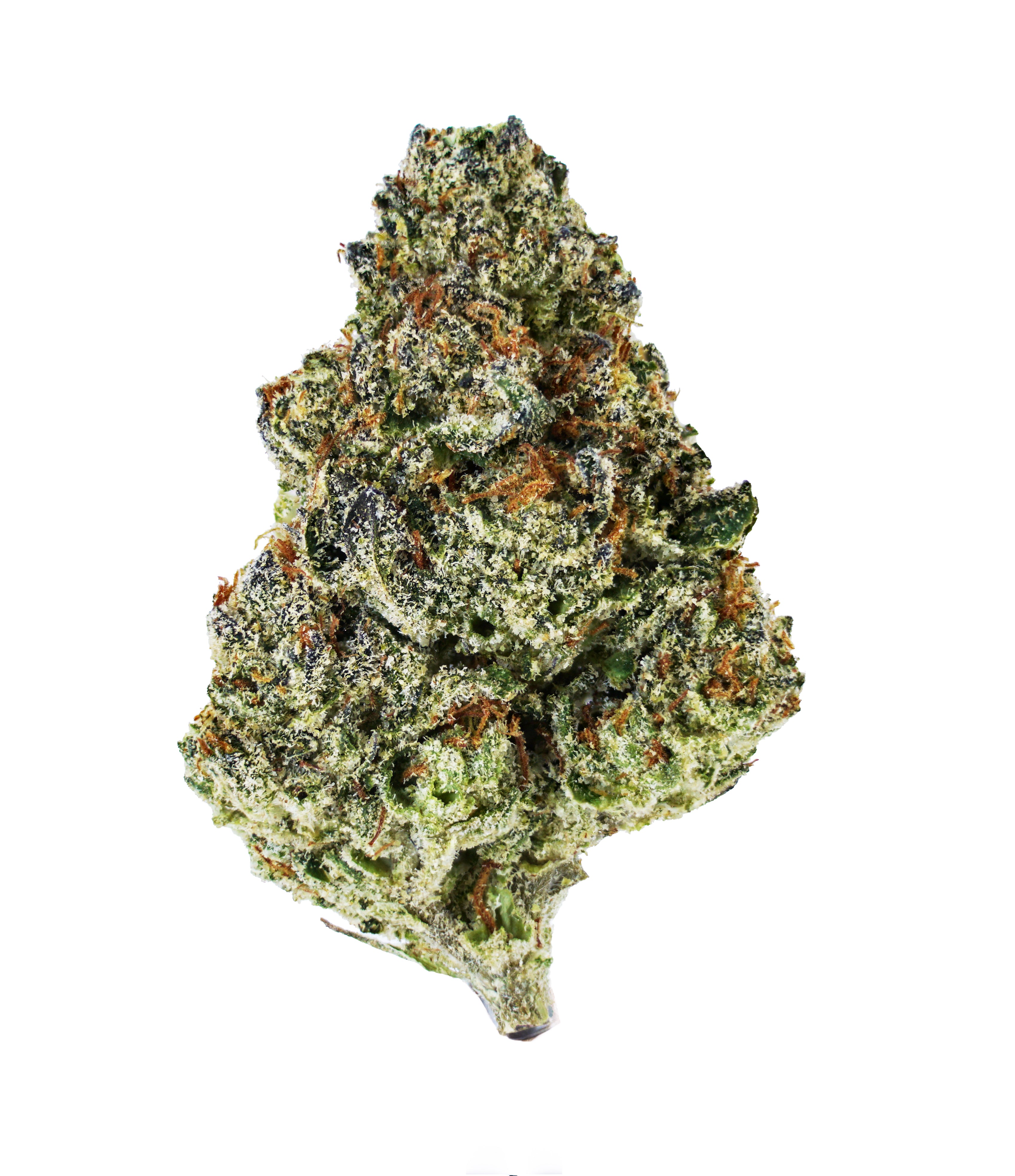 A close-up of a single Flex Panther THCa Flower by roz from frasier, showcasing vibrant green, orange, and purple hues and a dense coating of frosty white trichomes, cultivated in living soil, set against a white background.