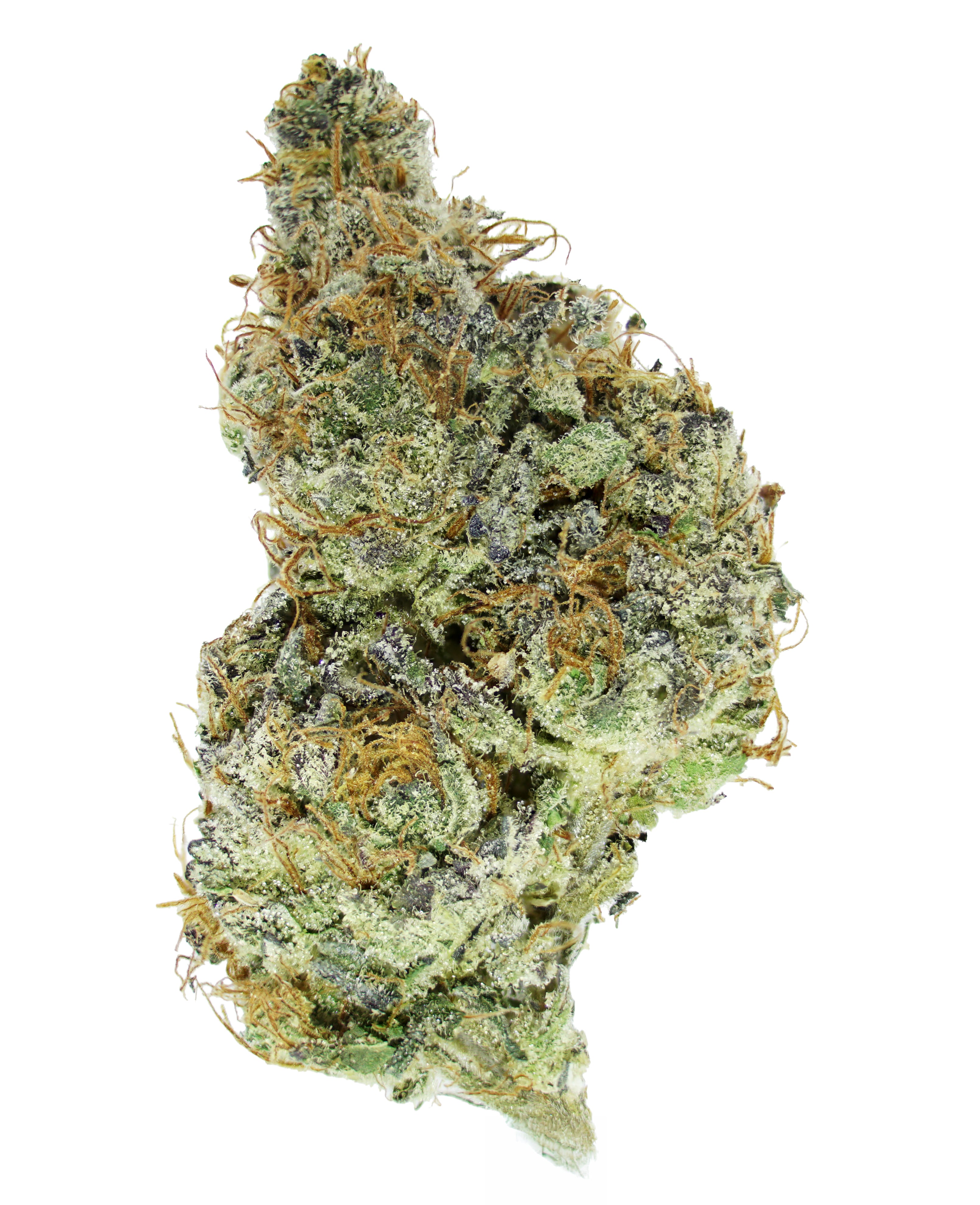 A close-up of Pink Zkittlez THCa Flower by roz from frasier, a hybrid cannabis bud cultivated in organic no-till living soil, showcasing visible trichomes, vibrant orange hairs, and green and purple hues, isolated on a white background.