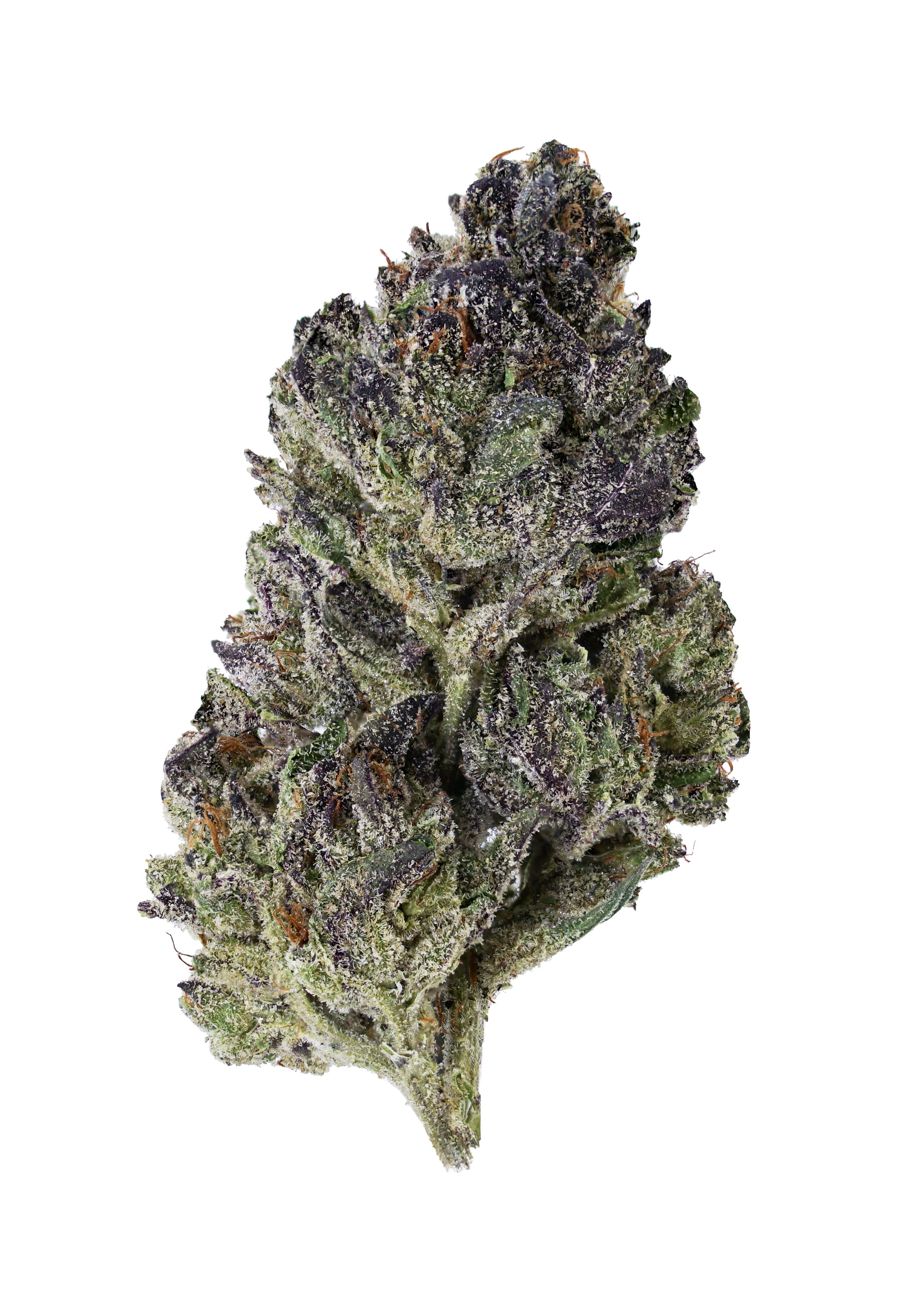 A close-up of Swiss Watch THCa Flower by roz from frasier, grown in living soil and featuring vibrant green, purple, and orange hues reminiscent of tropical candied fruits. The bud is coated in frosty trichomes and isolated on a white background.