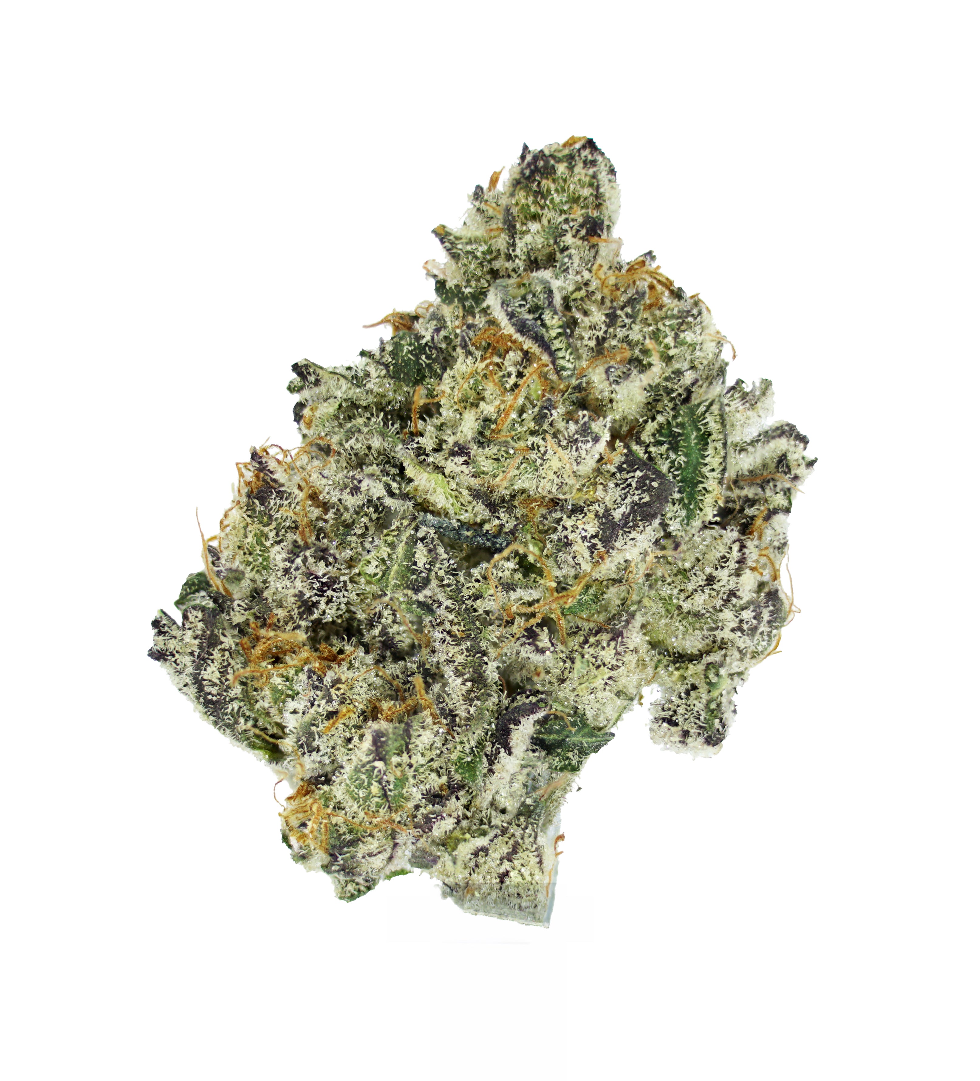 Close-up of a single Tamalez THCa Flower bud by roz from frasier, showcasing crystalline trichomes, prominent orange hairs, and vibrant green and purple hues, cultivated in organic no-till living soil and photographed against a plain white background.